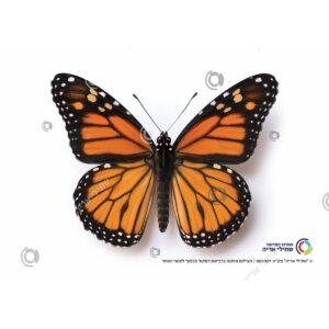 תמונת מוצר: 000007 1