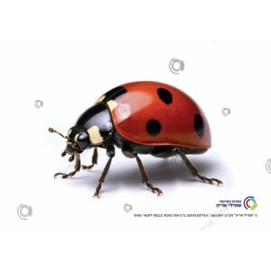 תמונת מוצר: 000007 2