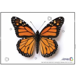 תמונת מוצר: 000008 1