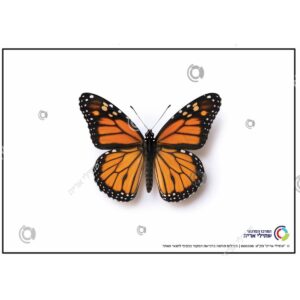 תמונת מוצר: 000008 2