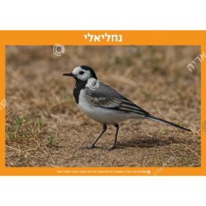 תמונת מוצר: 000012 1