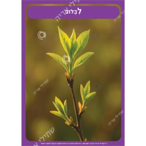 תמונת מוצר: 001458 12