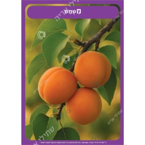 תמונת מוצר: 001458 13