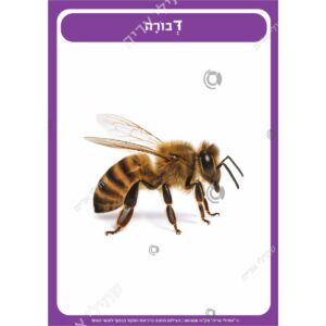 תמונת מוצר: 001458 1