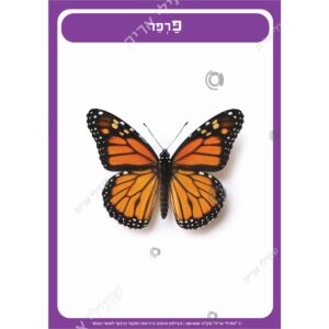 תמונת מוצר: 001458 2