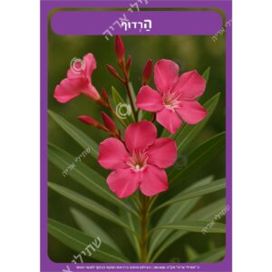 תמונת מוצר: 001458 53