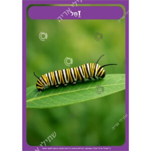 תמונת מוצר: 001458 73