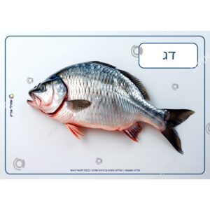 תמונת מוצר: 002180 1