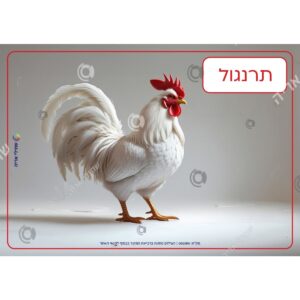 תמונת מוצר: 002180 2