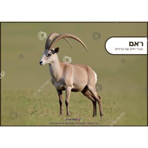 תמונת מוצר: 003157 1