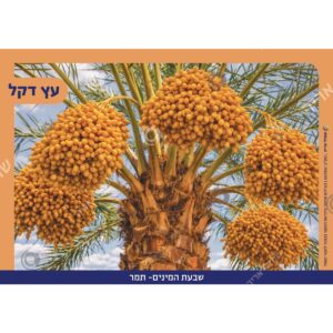 תמונת מוצר: 007310 2