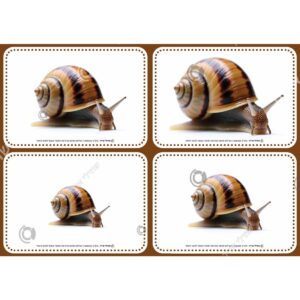 תמונת מוצר: 008328 2