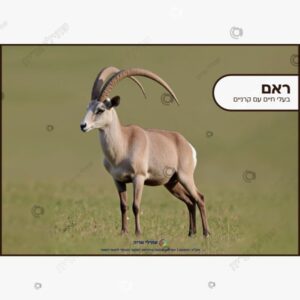 תמונת מוצר: בעלי חיים עם קרניים mt8imxg95uk1 mt8imz70yilv