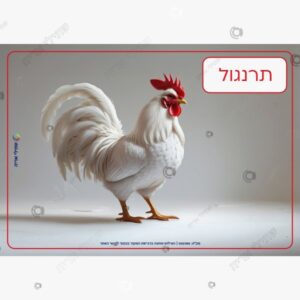תמונת מוצר: כפרות mt9x6byzvbo2 p2 mt9x6fj1jrts