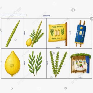 תמונת מוצר: לוטו סוכות mt9wad51sbuc mt9waeb16fqd