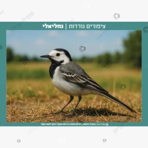 תמונת מוצר: נדידת הציפורים mtba1dbnplf3 mtba1eozz2n0