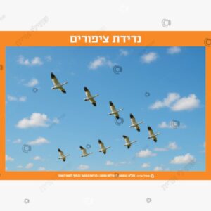 תמונת מוצר: ערכת סתו mtb8tzz9olgt p2 mtb8u4z7g9t5
